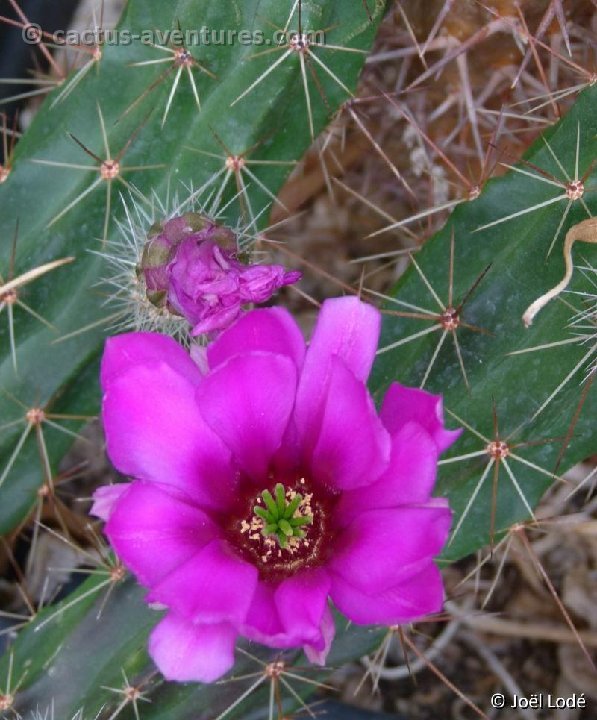 Echinocereus cinerascens ehrenbergii P1120883